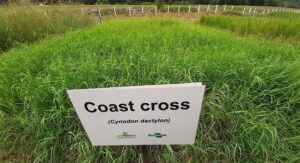 Coast Cross: Sua história e evolução