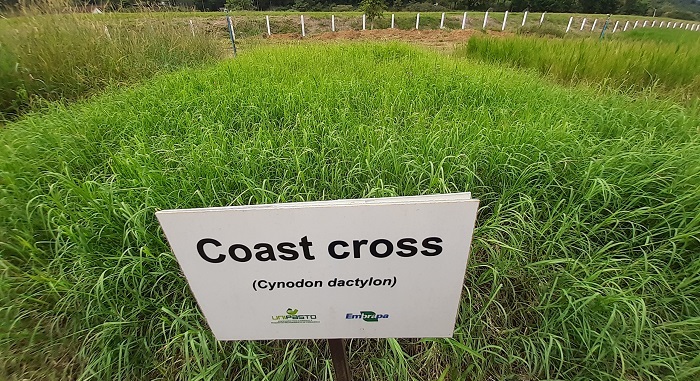 area de coast cross